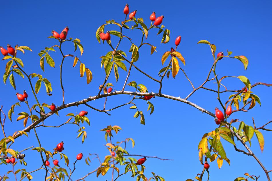 Rose Hip Seeds