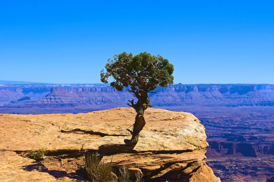 Lone Juniper Desert