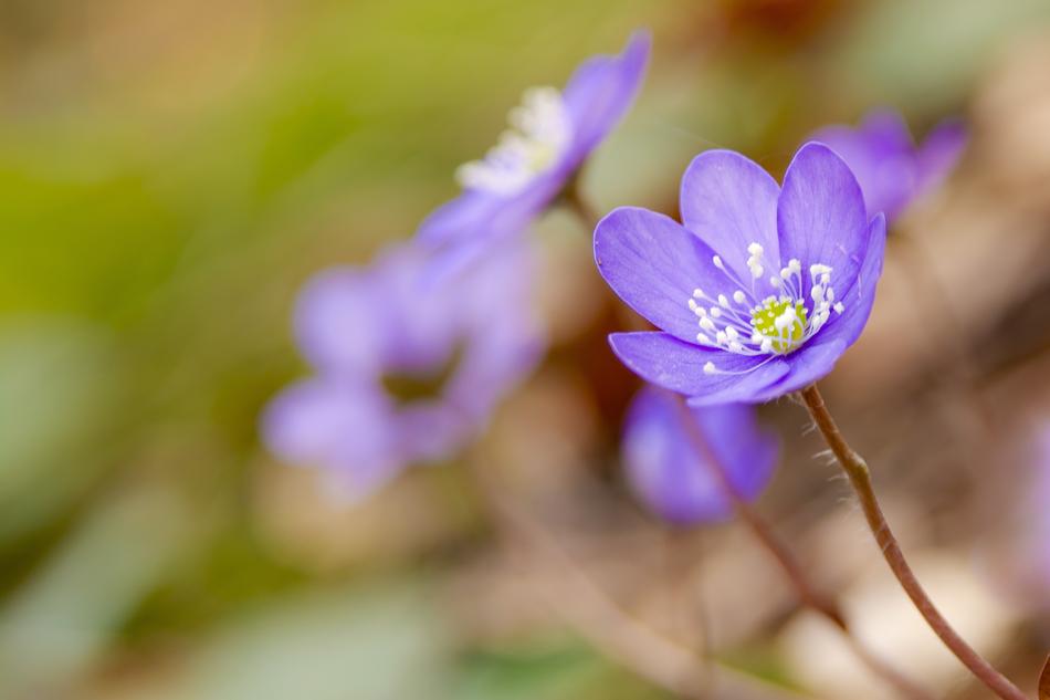 magnificent Liver Flower