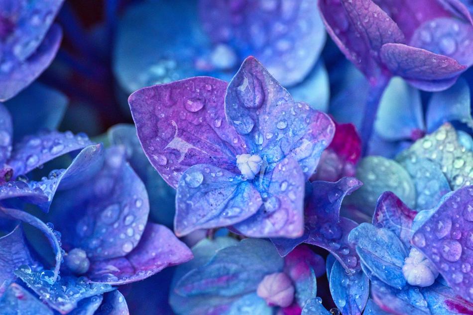 Hydrangea Flowers water drops