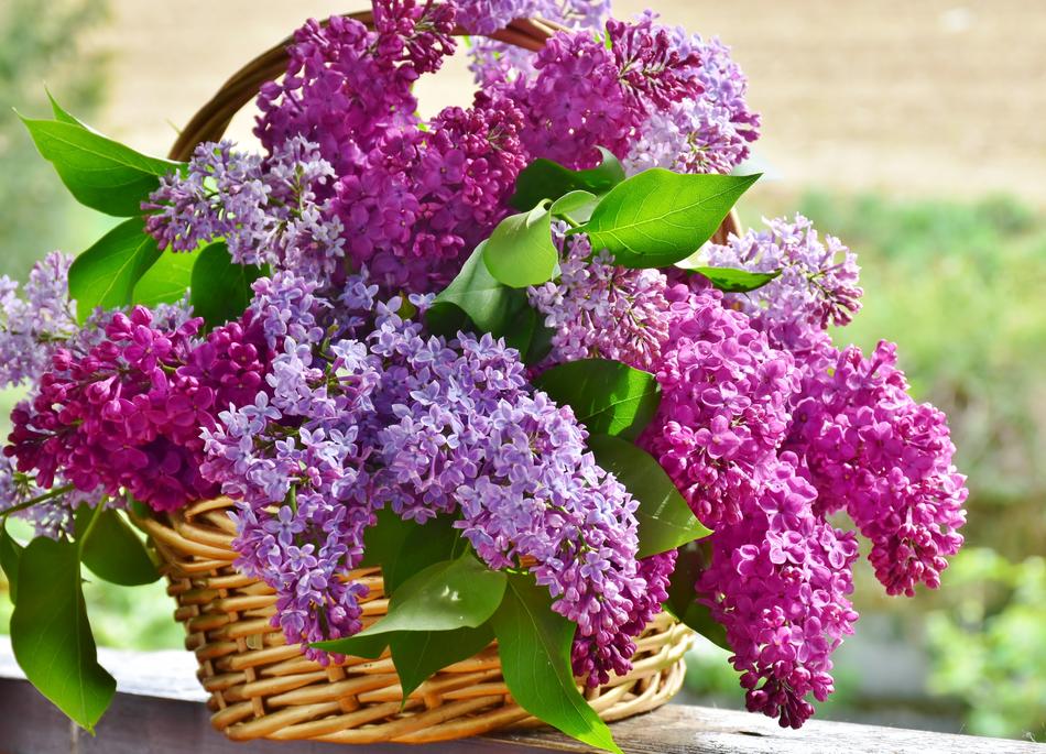 bunch of Lilac Flowers in weaved Basket outdoor