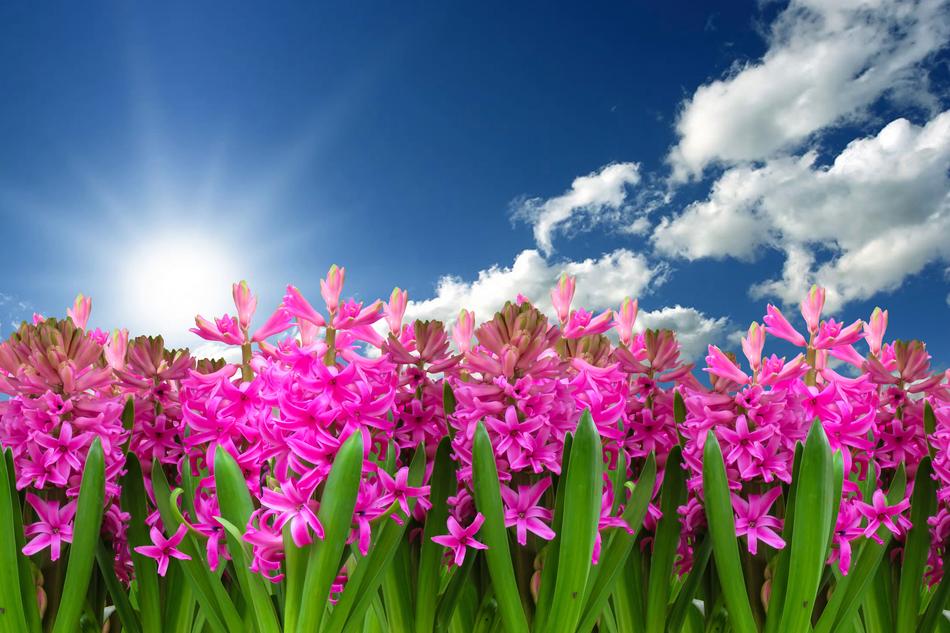 impressively beautiful Nature Plant