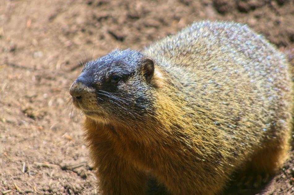 Yellow-Bellied Marmot