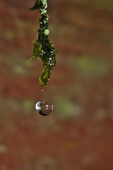 Drop Of Water on Moss