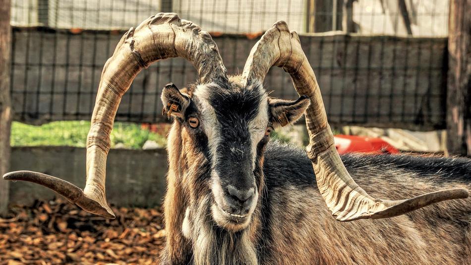 impressively beautiful Mountain Horns