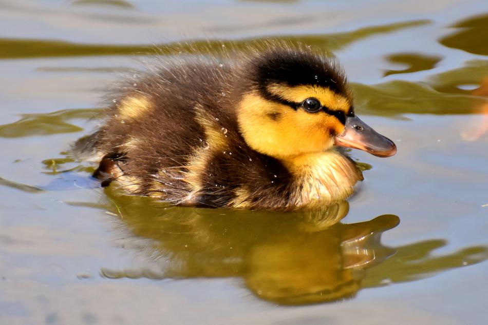 Mallard Duckling on water close up
