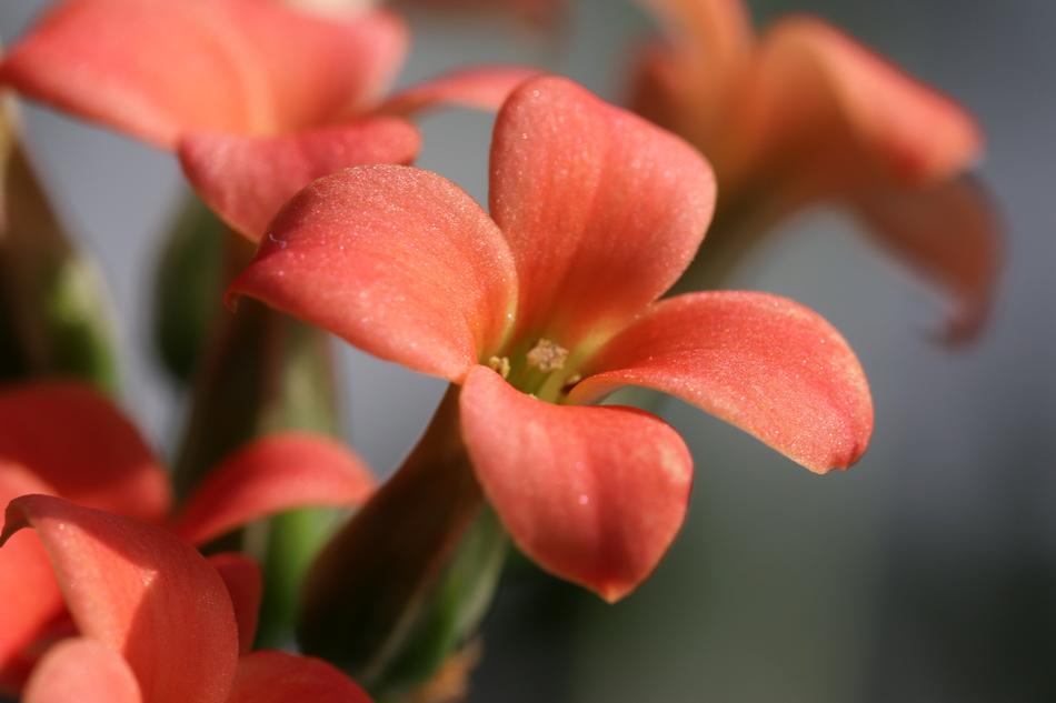 impressively beautiful Potted Plant
