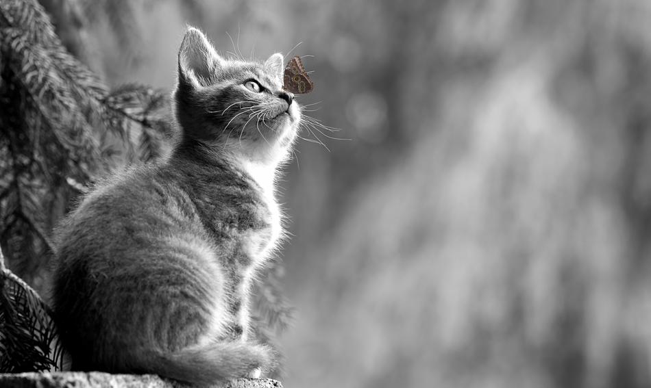 Kitten and Butterfly