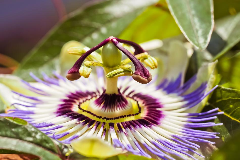 absolutely beautiful Flower Passion