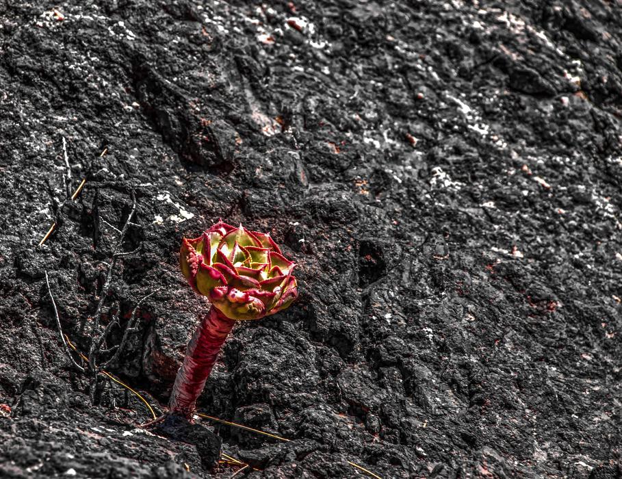 red plant on volcanic rock