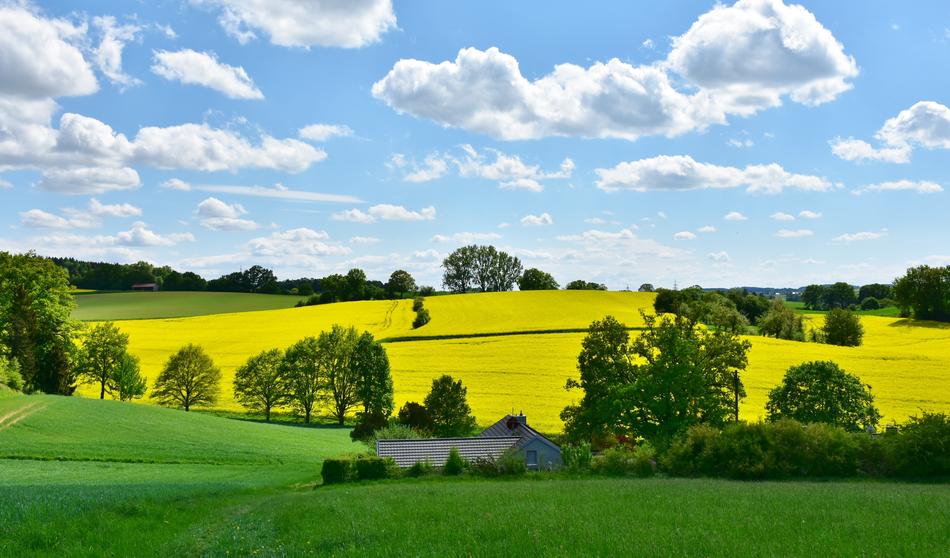 absolutely beautiful Oilseed Rape, bavaria