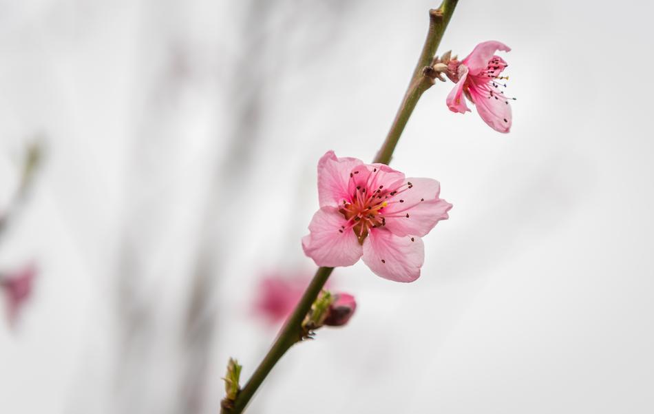 pink buds on a peach tree branch against the sky