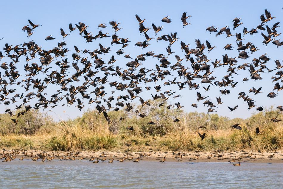 incredibly beautiful Wildlife Bird