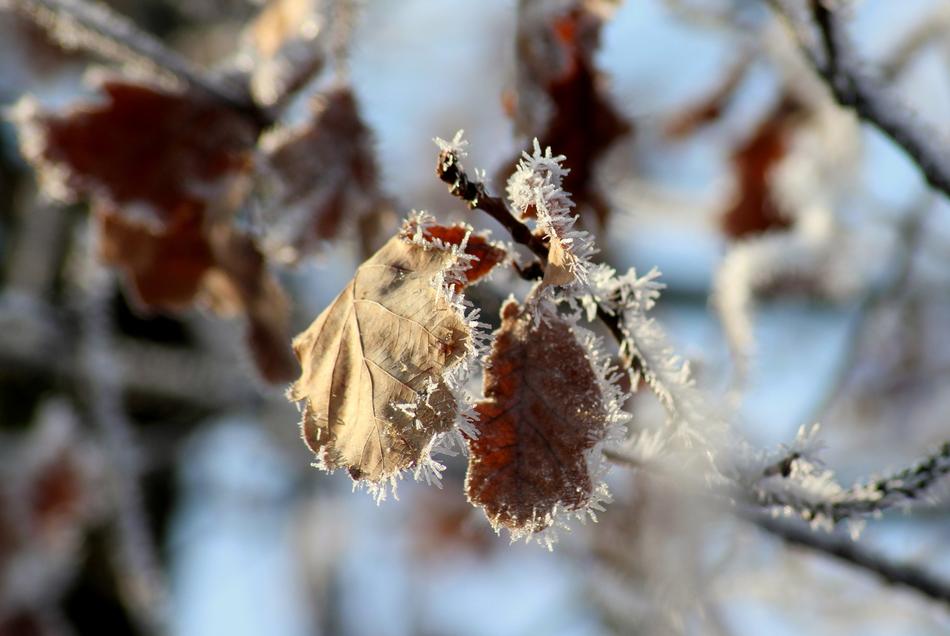 Winter Frost flowers