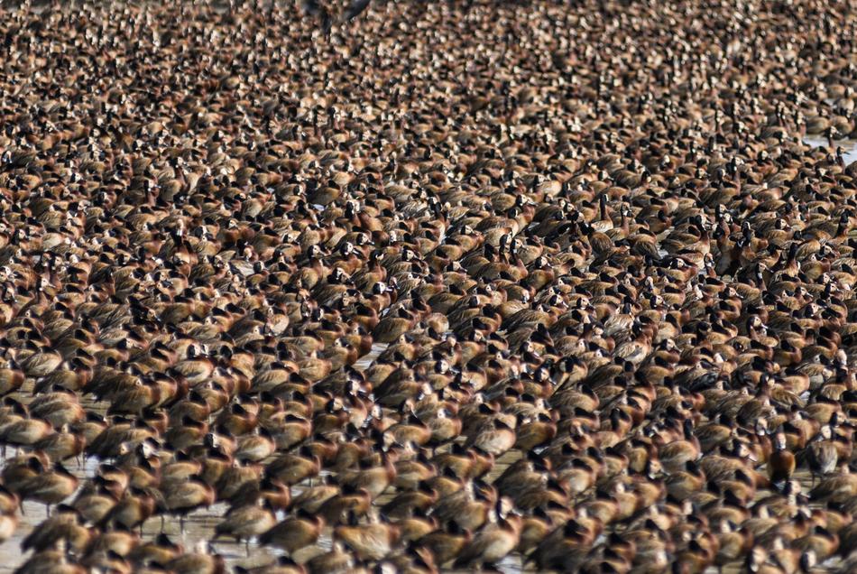 incredibly beautiful Wildlife Birds