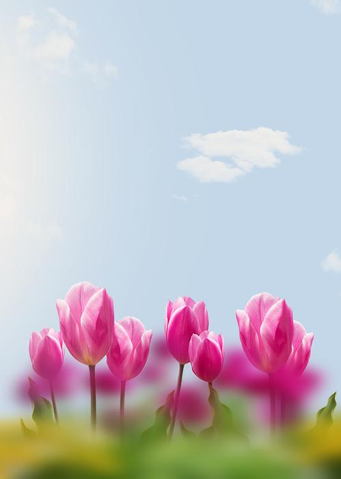 Tulips and Sky