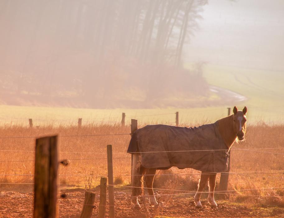 Horse covered with cloth on pasture