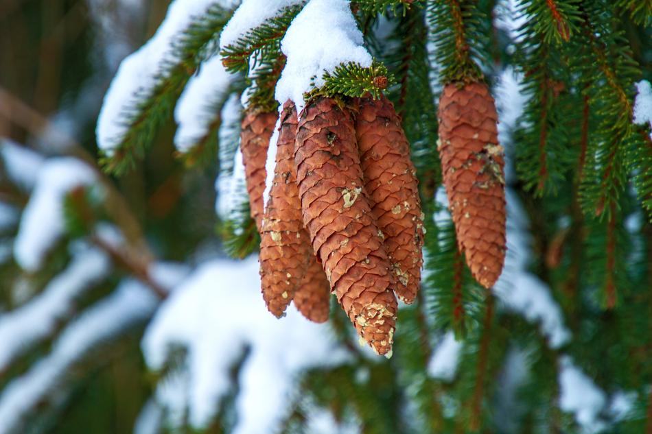 impressively beautiful Winter Pine Cones