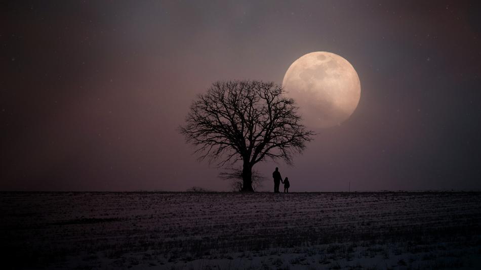 people near the tree on the background of the moon