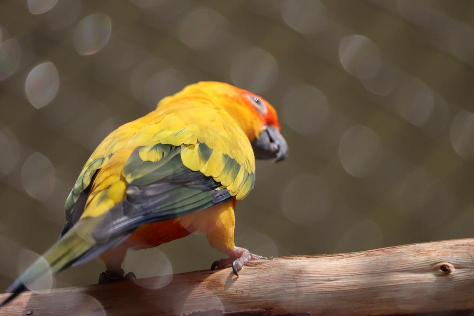 red yellow bird
