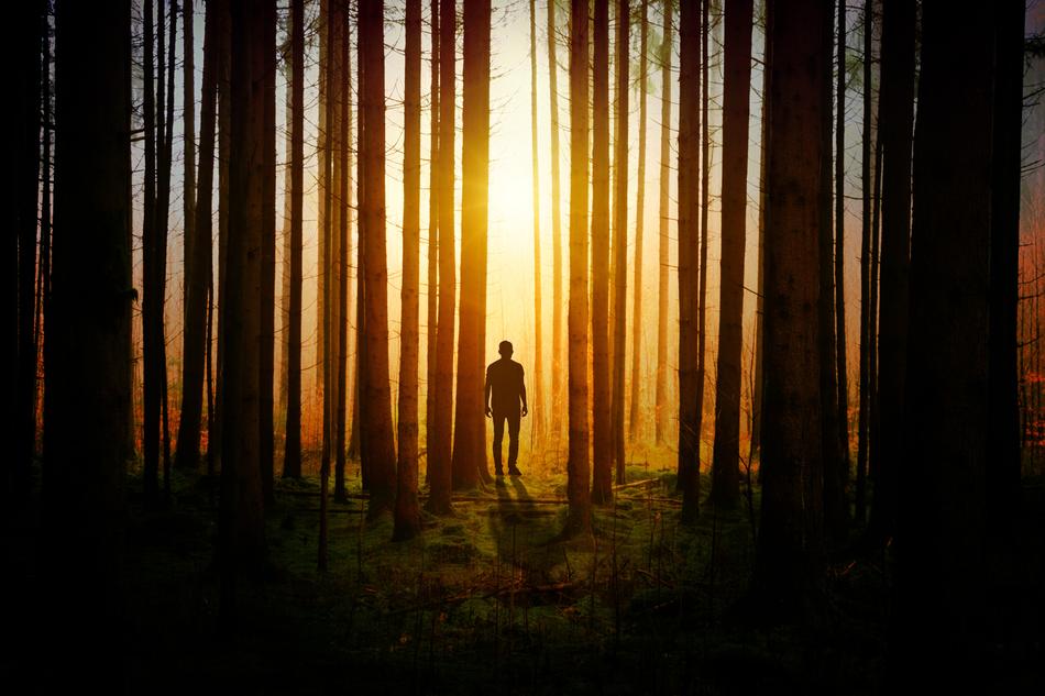 Light and Darkness in Forest