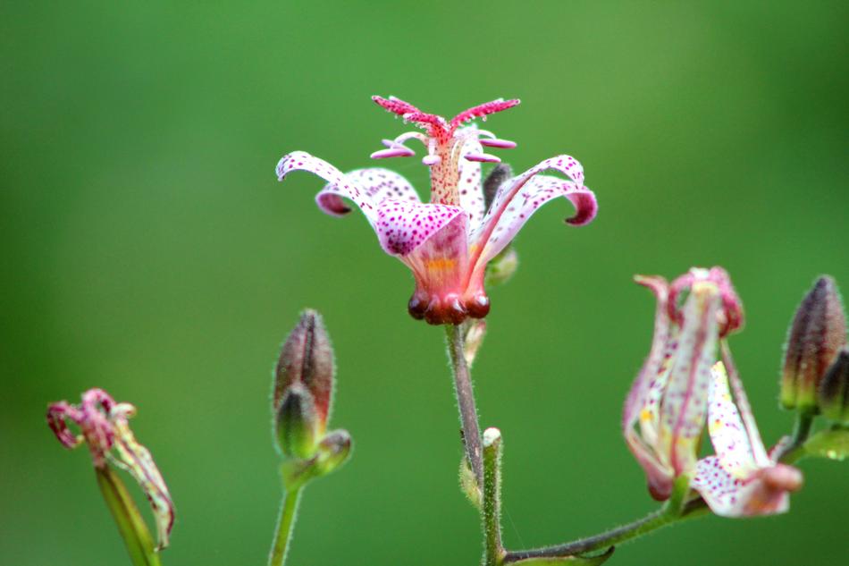 The Poor Orchid Tricyrtis