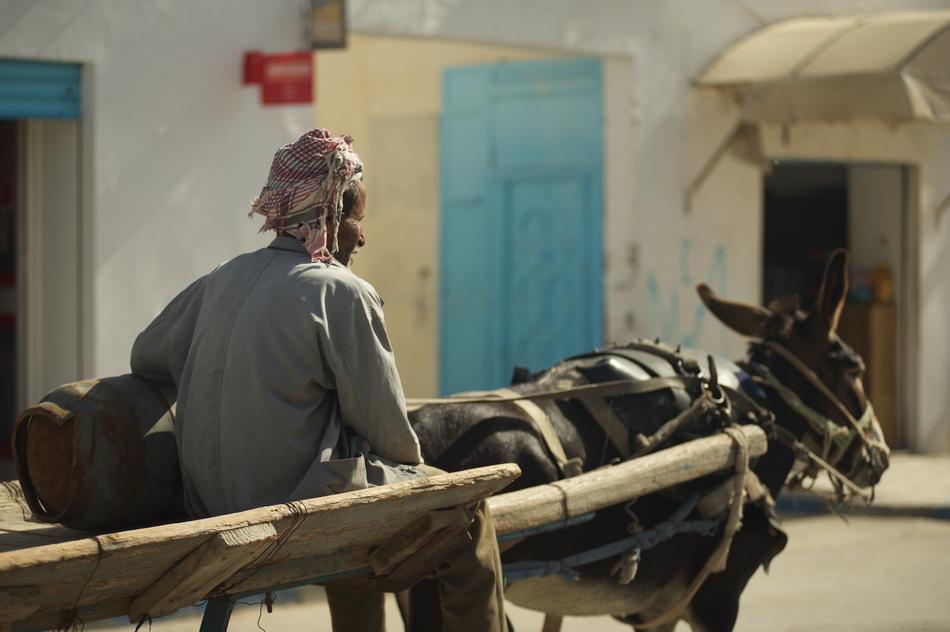 donkey on the road in tunisia