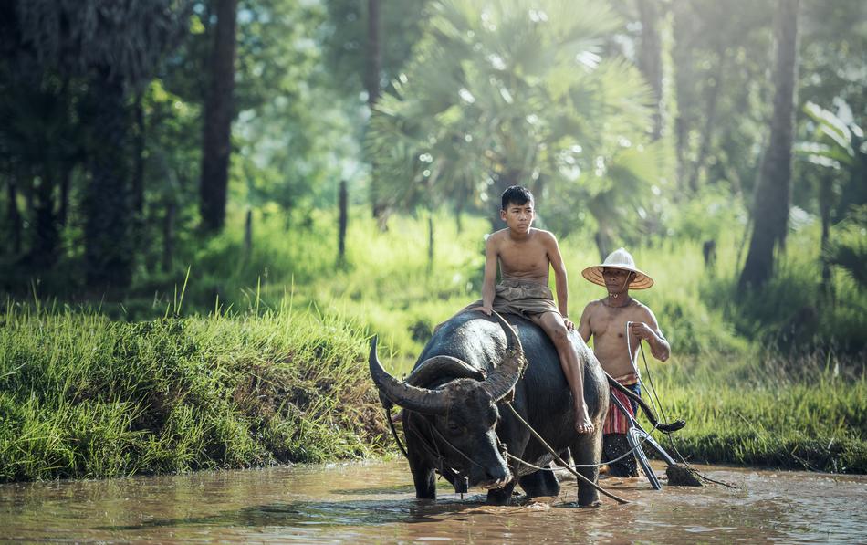 agriculture riding bison in cambodia
