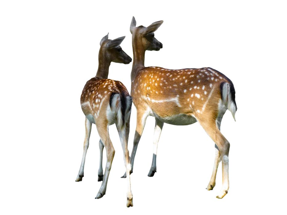 drawn two fallow deer on a white background