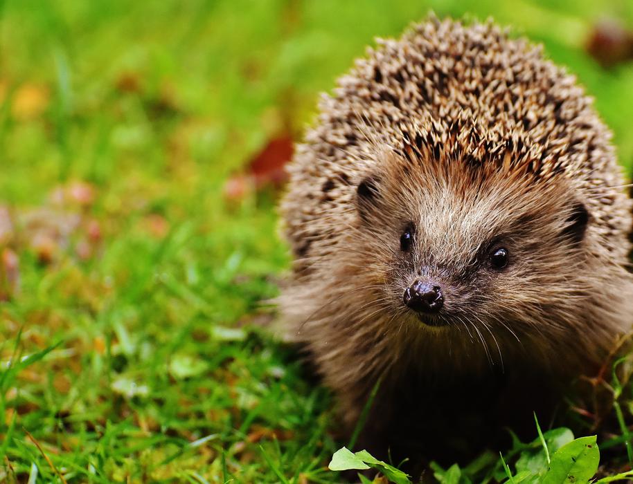 Hedgehog Child on the grass on a blurred background