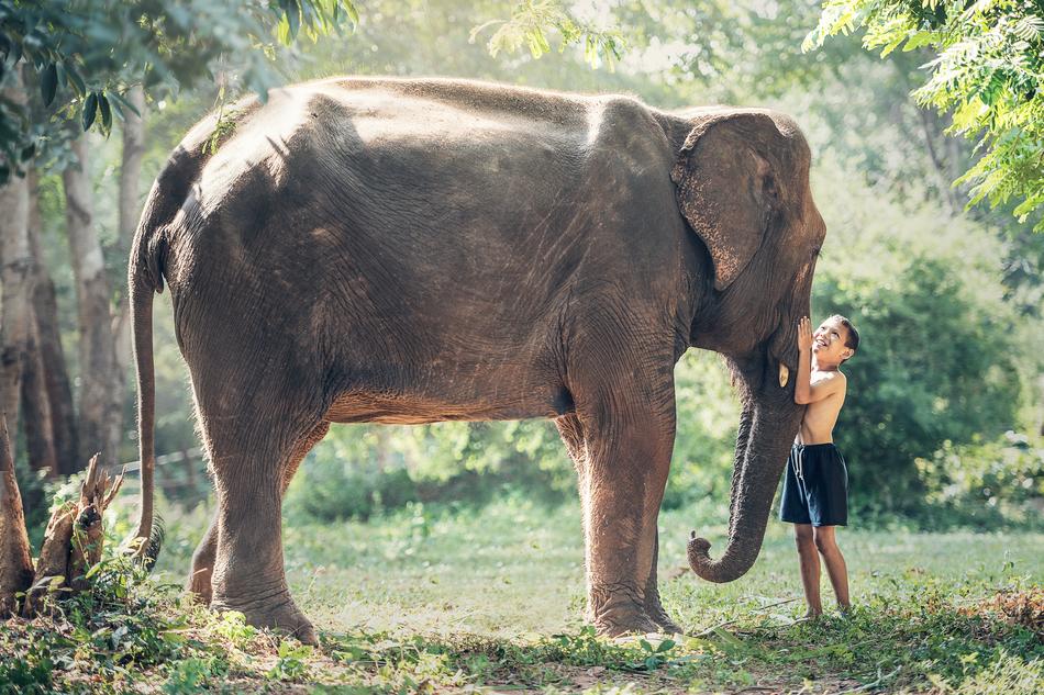 picture of the kid with elephant in Cambodia