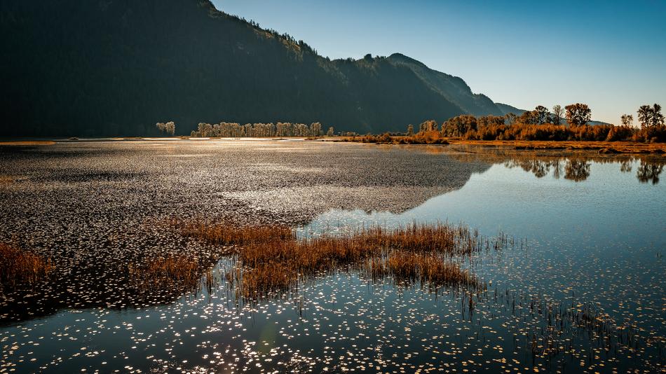 landscape of Marsh Pitt Lake Meadows