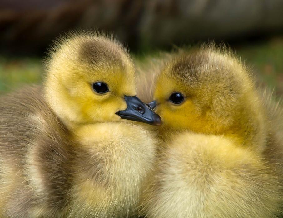 photo of Animal Ducklings Baby