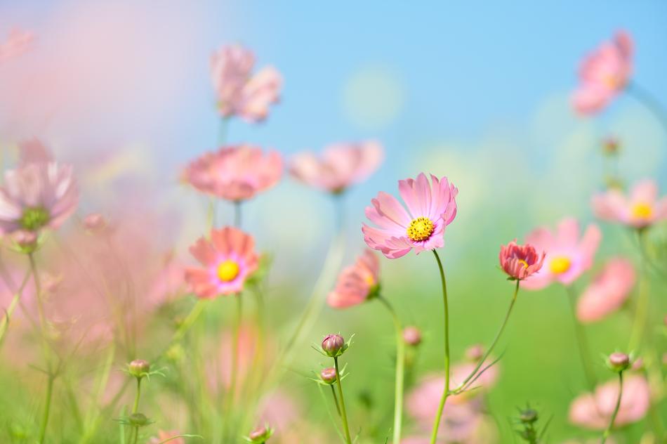 pink summer flowers in blurred background