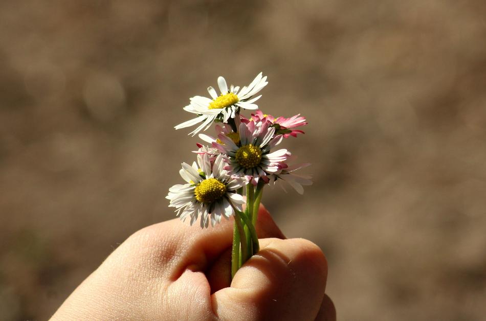 Close-up of the beautiful and colorful daisies in the hand of the child