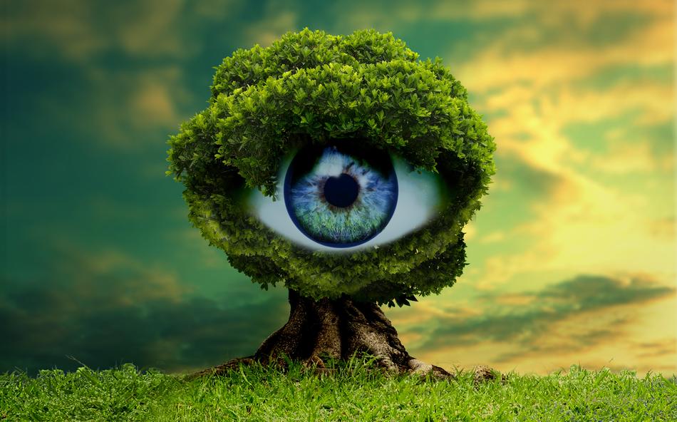 image of an eye on a green tree on a green field