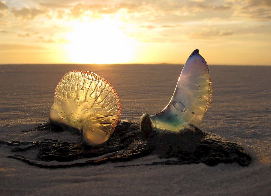 Jellyfish Sunset