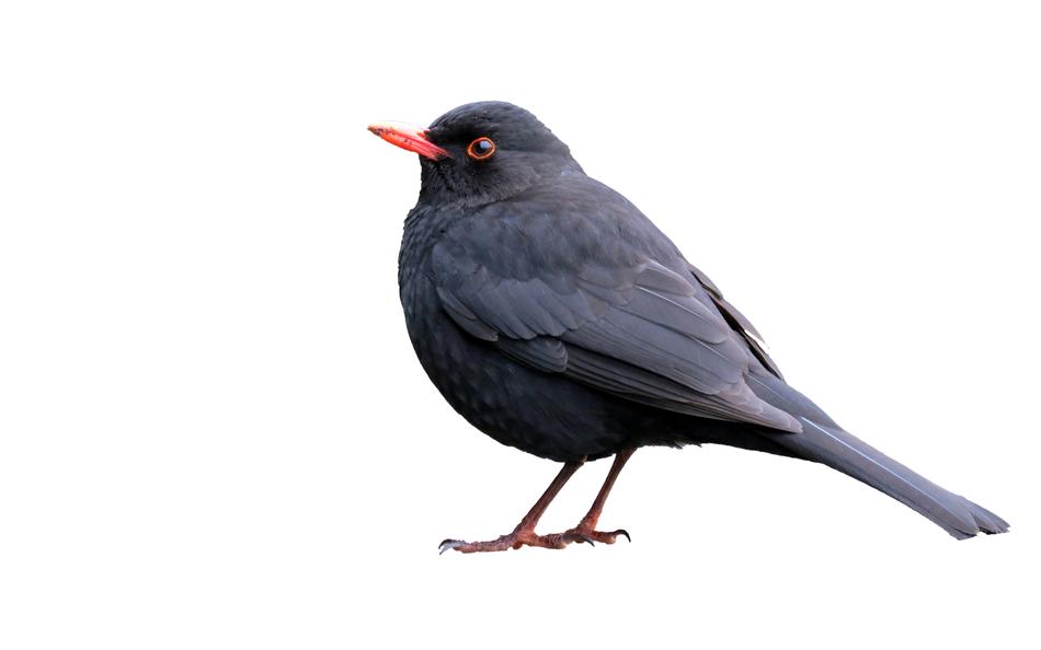 Blackbird Isolated