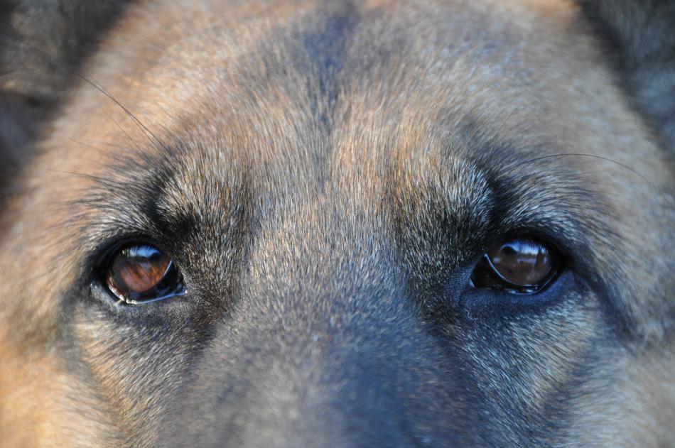 Dog Shepherd eye