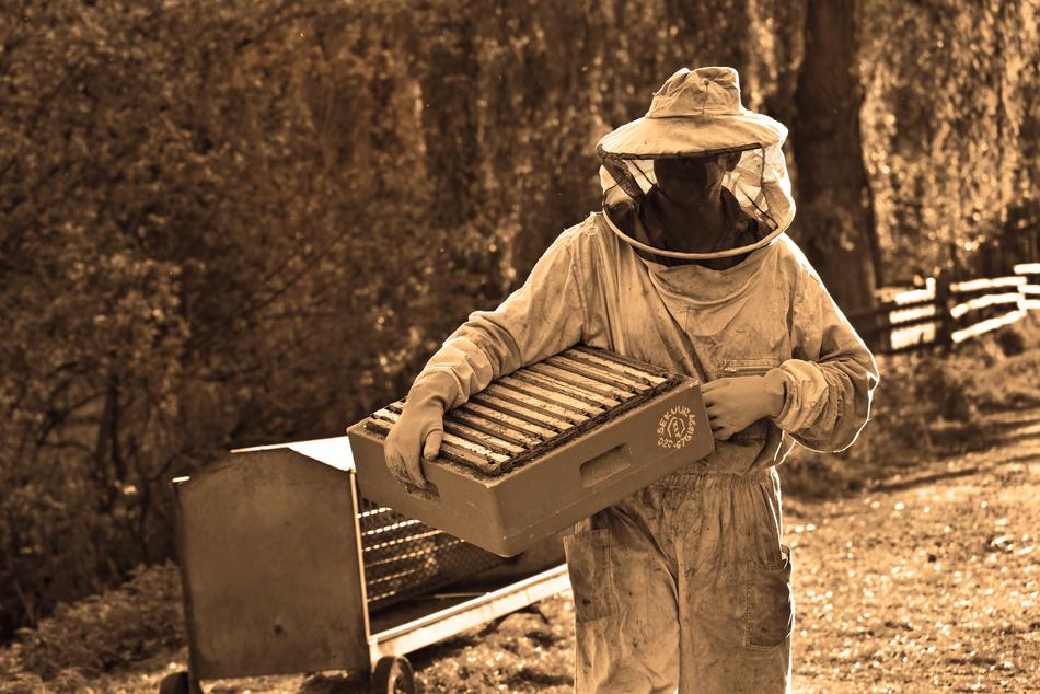 Retro photo of the beekeeper, with the honeycomb, near the trees