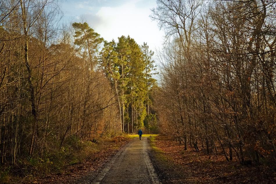 man walks along the road in the autumn forest