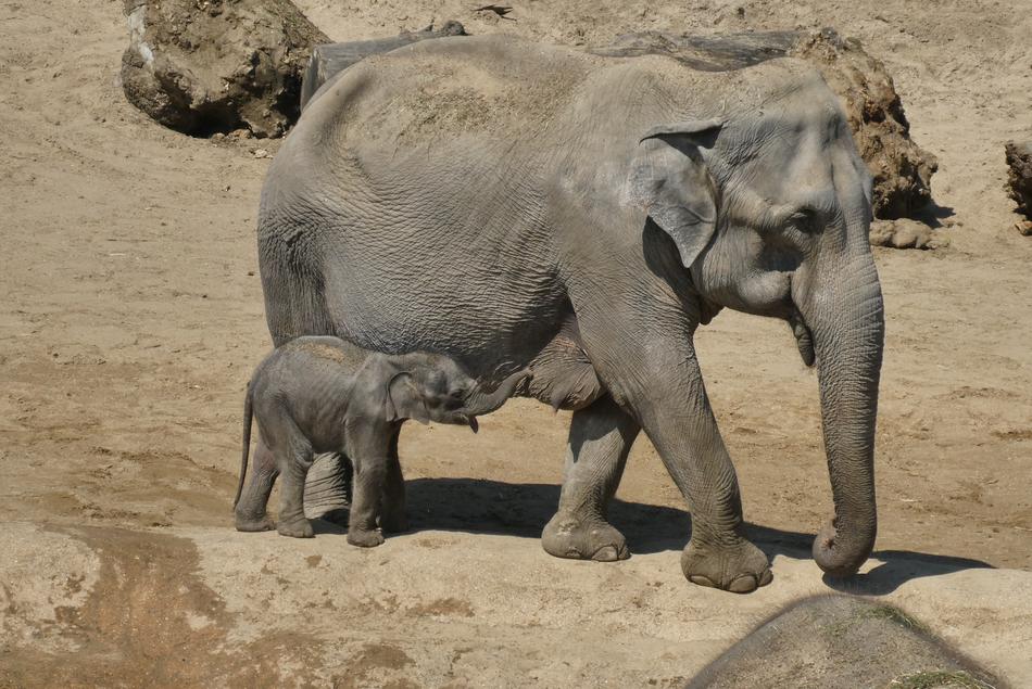 Elephant and baby elephant in zoo