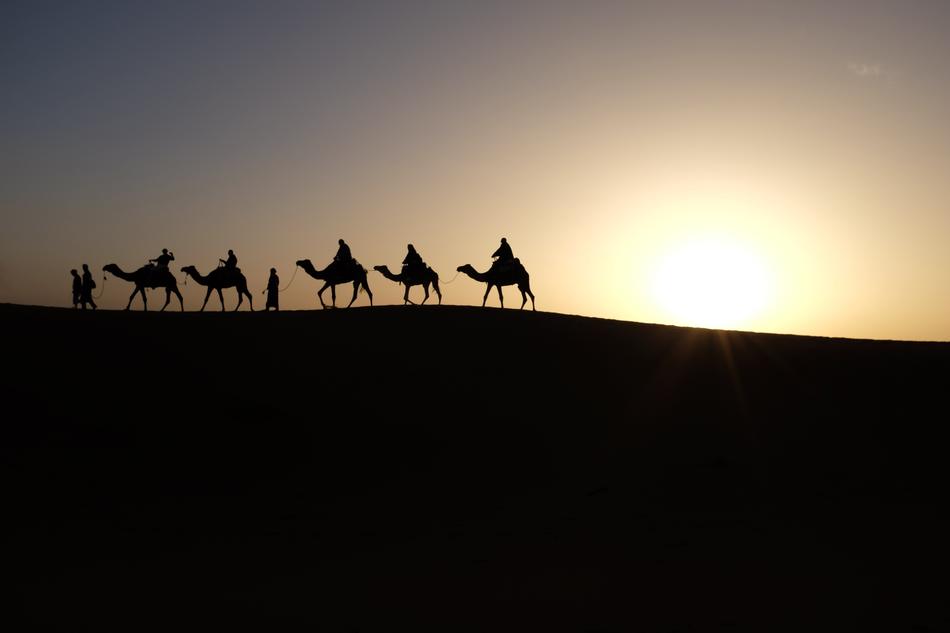 excellent Camels Sunrise