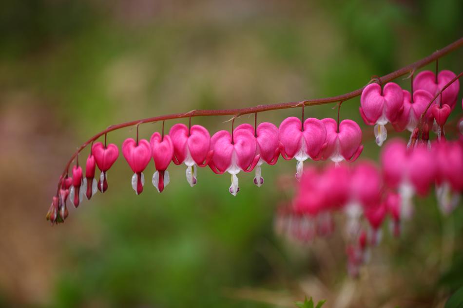 Close-up of the beautiful bleeding heart Flowers at blurred background