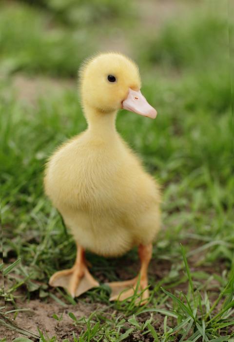 cute duckling, Baby Bird on lawn