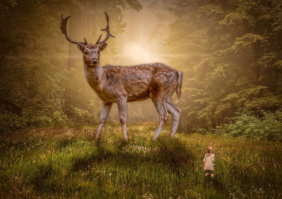 deer in the forest at dusk