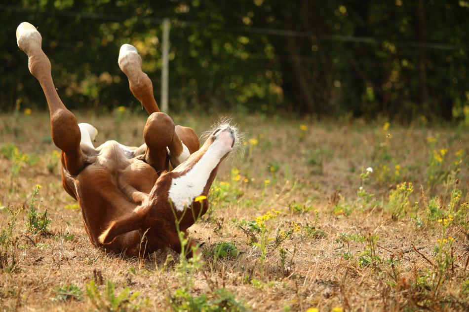 red Foal Rolling on ground