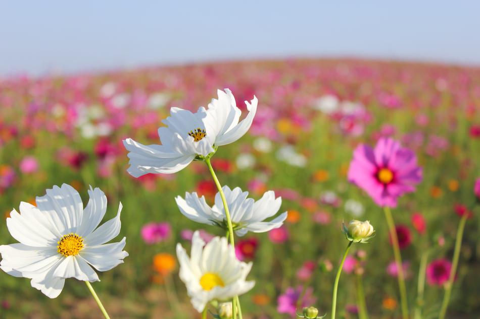 Blooming Cosmos Flower