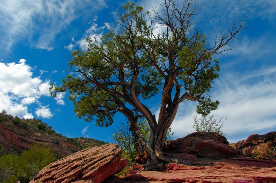 Utah juniper on sandstone in the Colorado desert