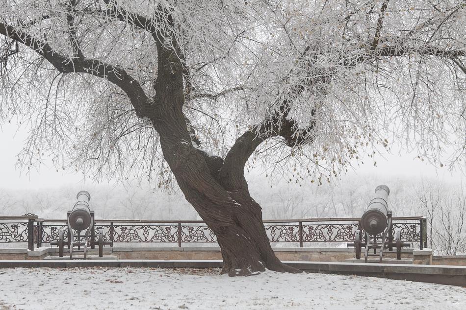 beautiful Winter Snow tree